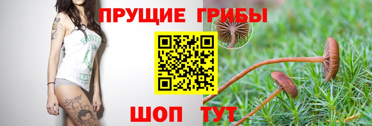 Семилуки  Псилоцибиновые грибы Psilocybe  хочу наркоту  Вход с VPN  Галлюциногенные грибы Psilocybe 